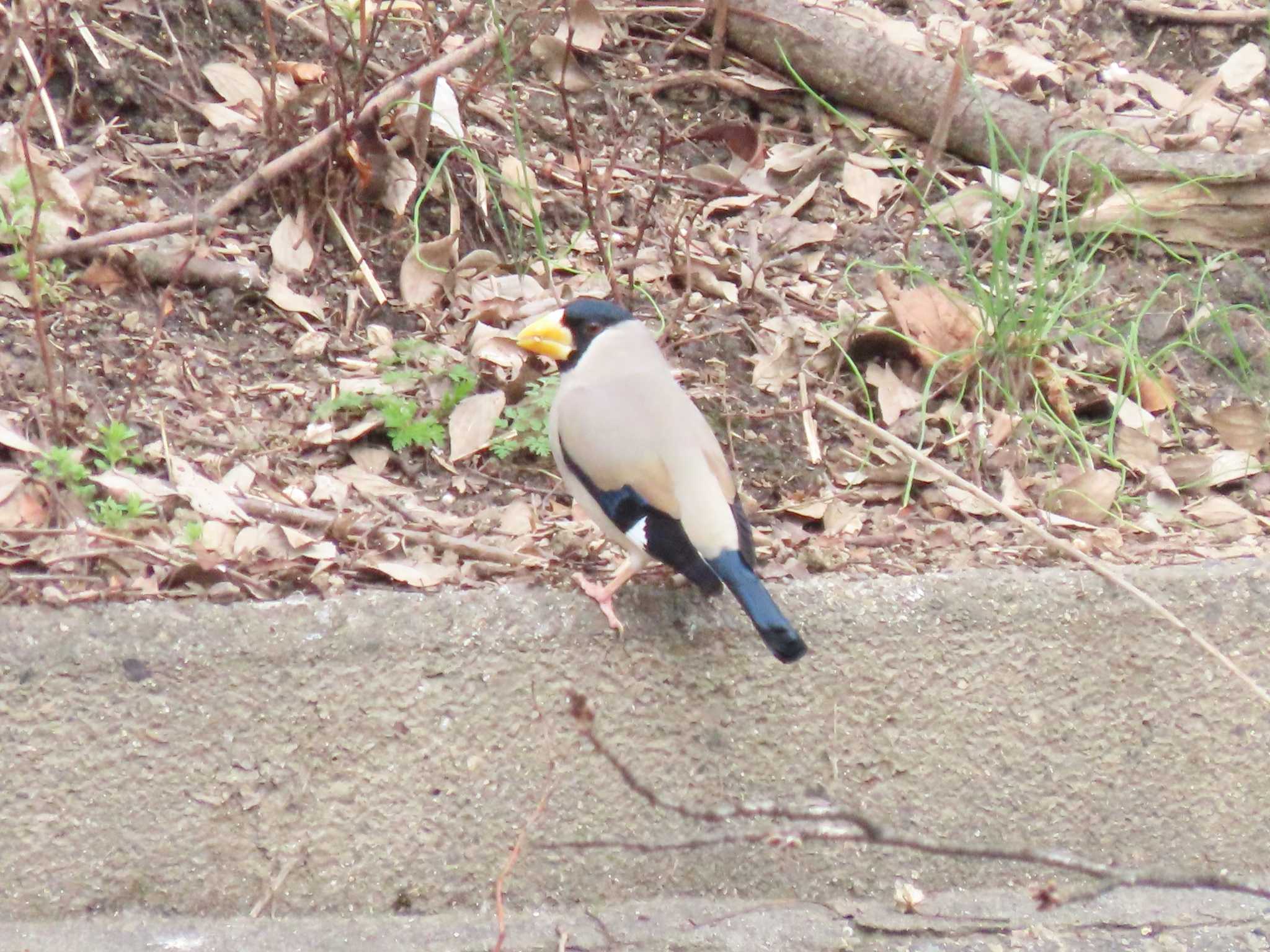 Japanese Grosbeak