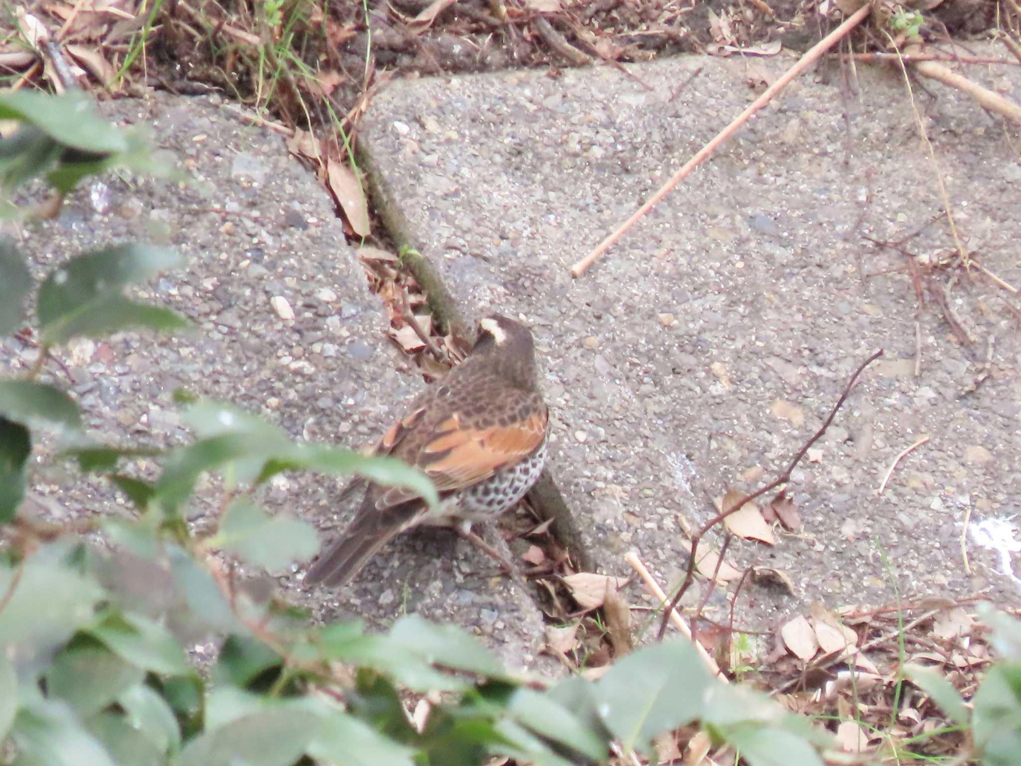 Dusky Thrush