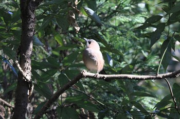 Eurasian Jay Kitamoto Nature Observation Park Wed, 3/3/2021