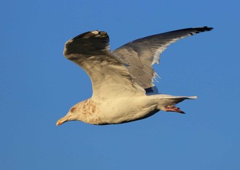 Common Gull 京都府 Mon, 12/19/2016