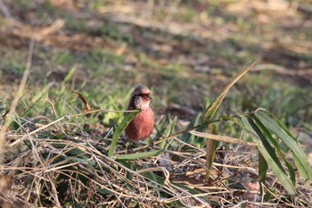 Siberian Long-tailed Rosefinch Kitamoto Nature Observation Park Wed, 3/3/2021