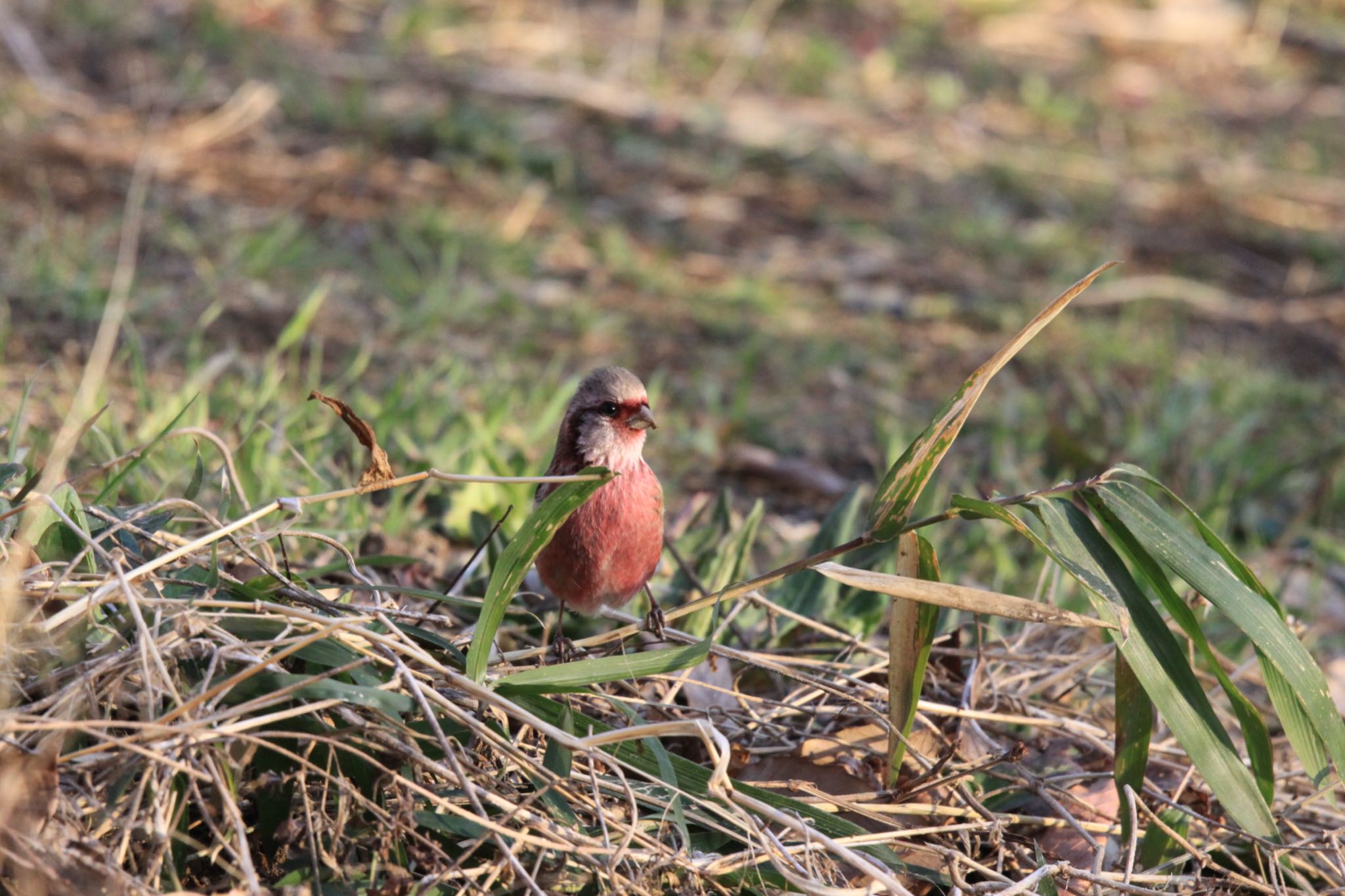 Photo of Siberian Long-tailed Rosefinch at Kitamoto Nature Observation Park by masahiro