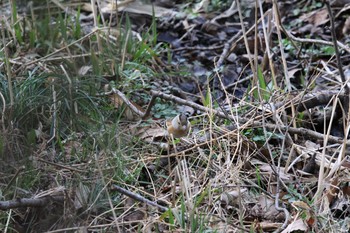 Brambling Kitamoto Nature Observation Park Thu, 3/4/2021