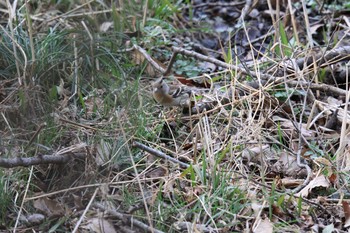 Brambling Kitamoto Nature Observation Park Thu, 3/4/2021