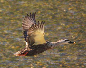 Eastern Spot-billed Duck 京都府 Sun, 10/7/2012