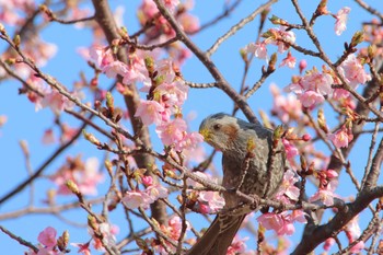 Brown-eared Bulbul 守谷市 Sun, 2/28/2021