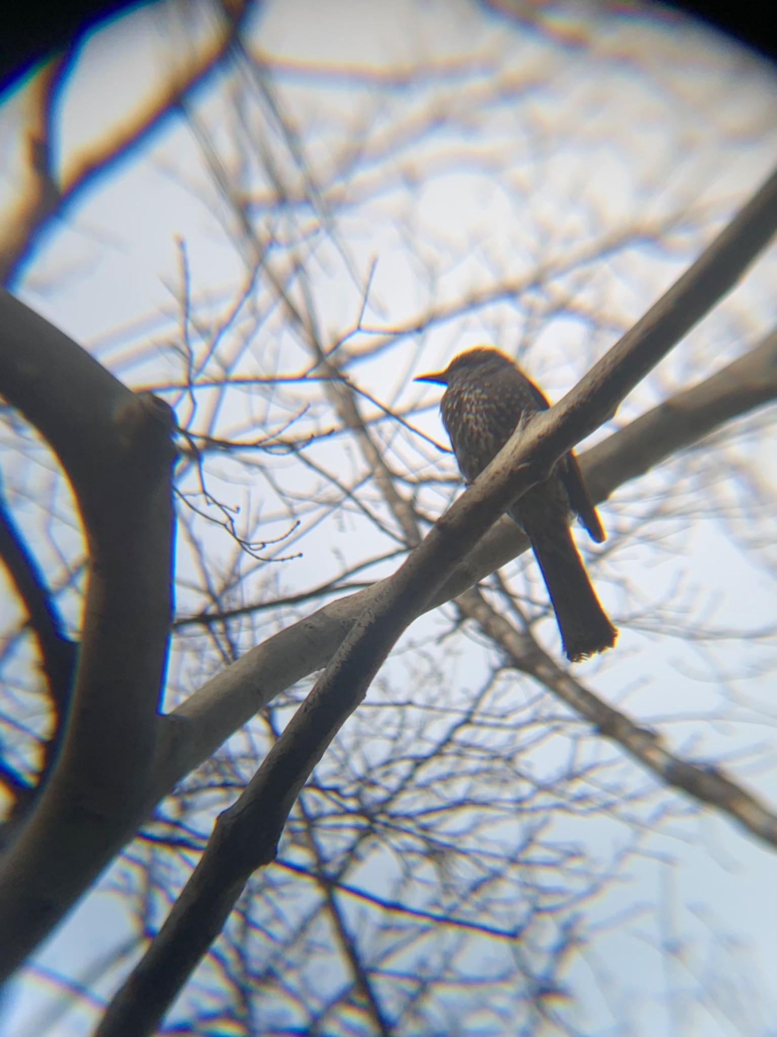 Brown-eared Bulbul