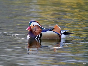 Mandarin Duck Unknown Spots Sun, 2/28/2021