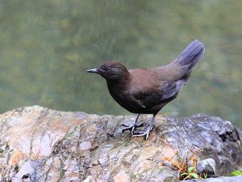 カワガラス 滋賀県 2015年10月9日(金)