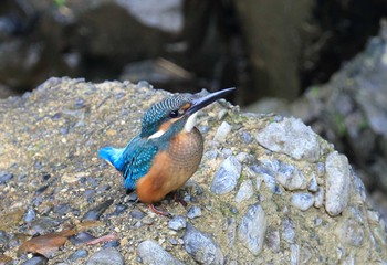 Common Kingfisher 滋賀県 Sun, 8/21/2016