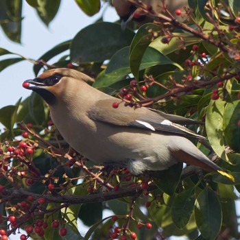 Bohemian Waxwing 平塚市 Thu, 3/4/2021