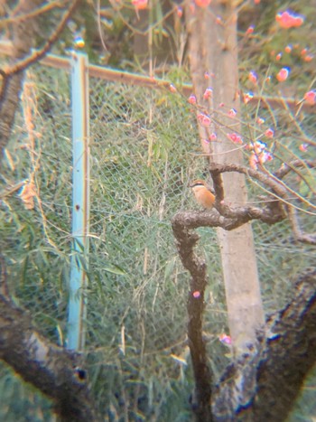 2021年3月4日(木) 生田緑地の野鳥観察記録