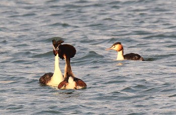 Great Crested Grebe 京都府 Sat, 3/8/2014