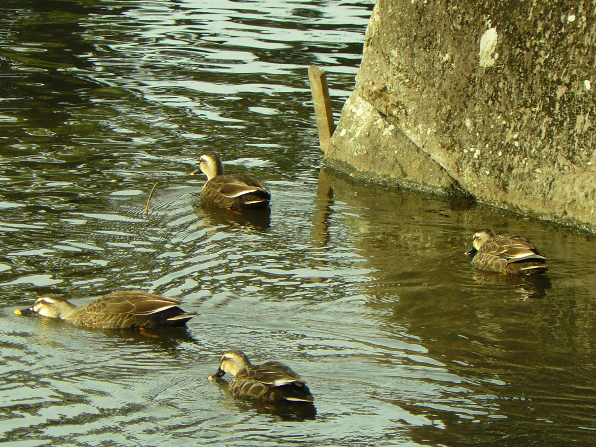 Photo of Eastern Spot-billed Duck at 小田原城址公園(小田原城) by koshi