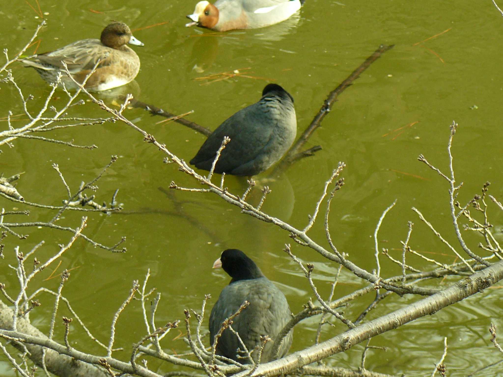 Eurasian Coot