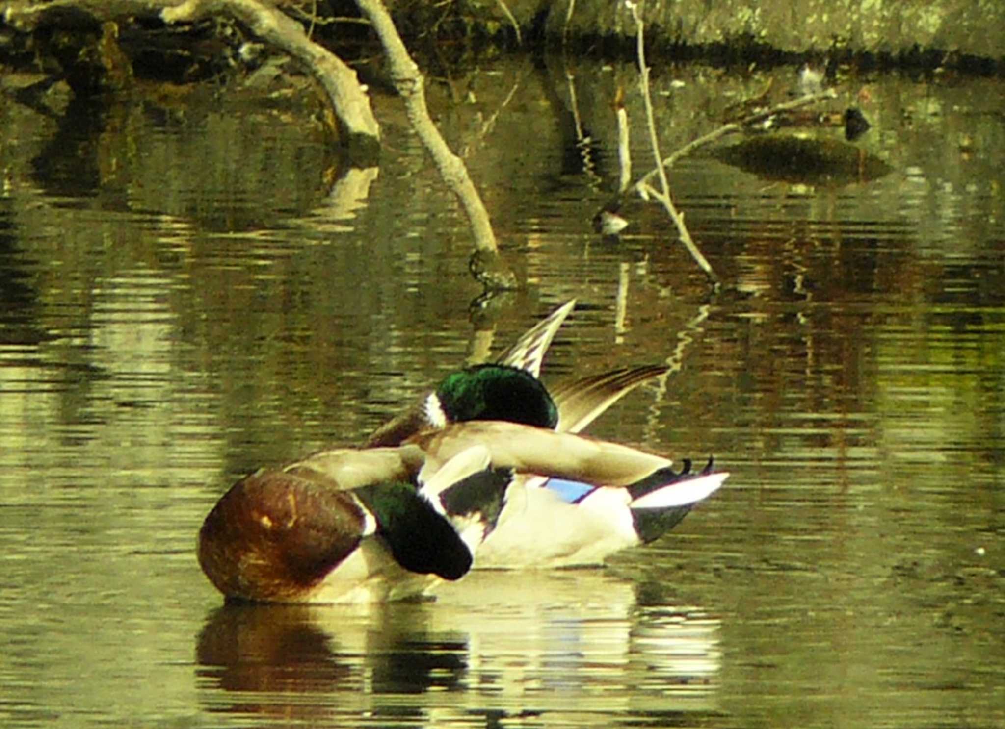 小田原城址公園(小田原城) マガモの写真 by koshi