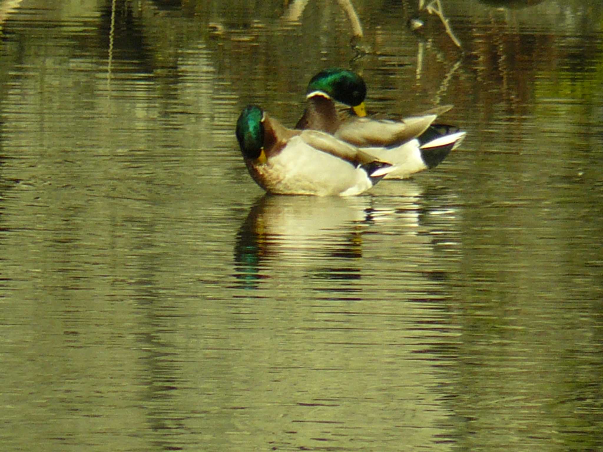 小田原城址公園(小田原城) マガモの写真 by koshi