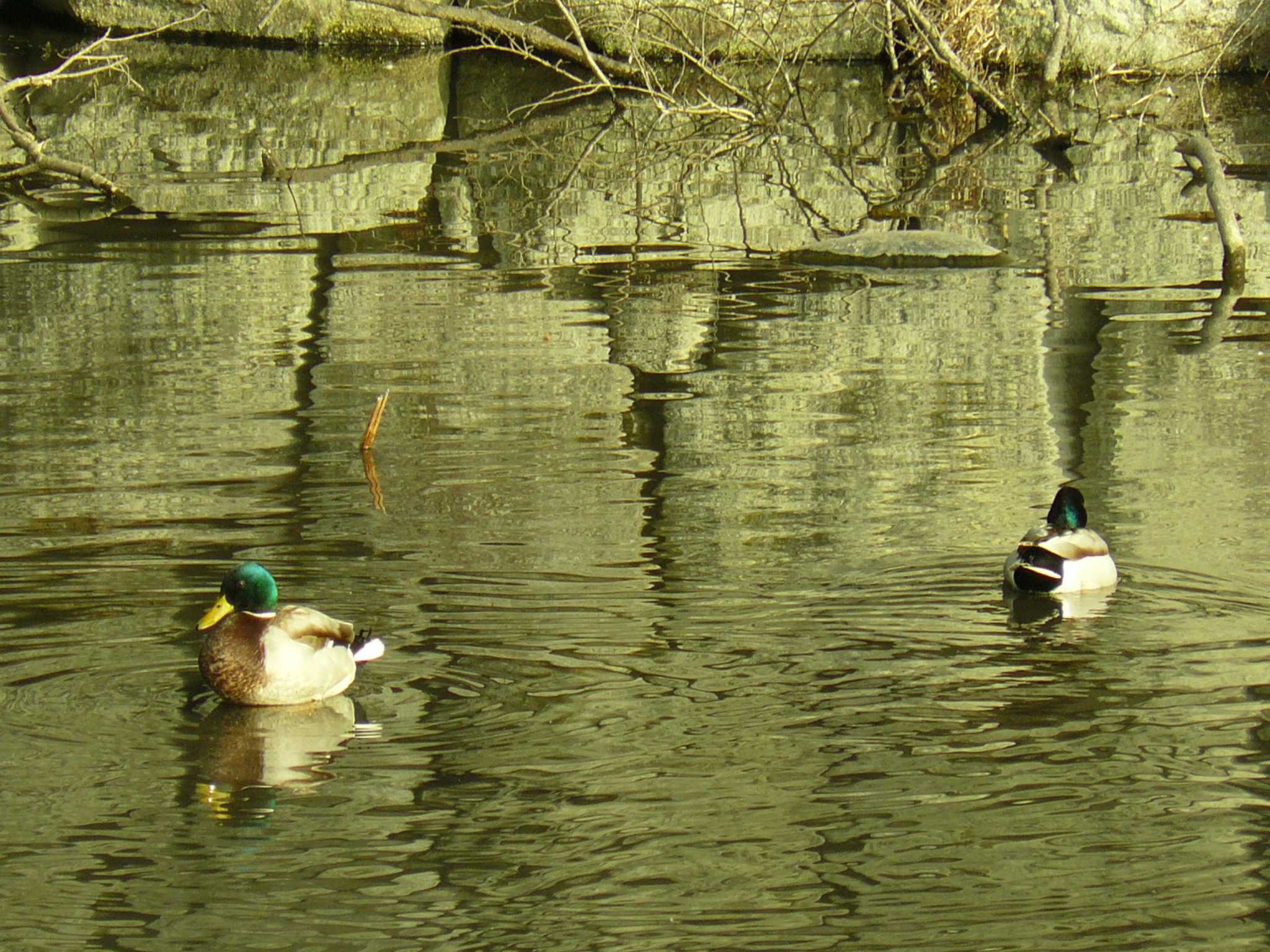 小田原城址公園(小田原城) マガモの写真 by koshi