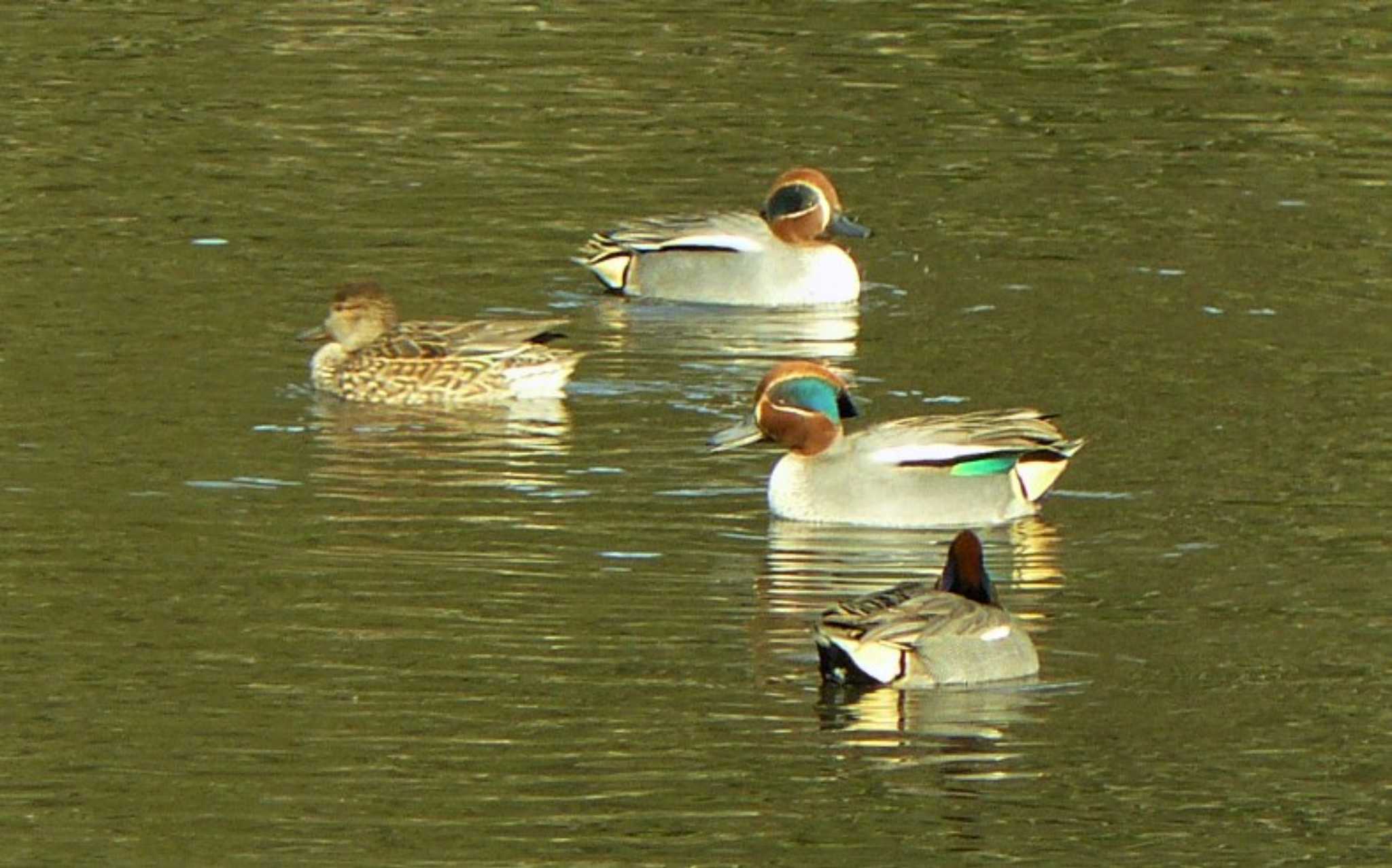 Photo of Eurasian Teal at 小田原城址公園(小田原城) by koshi