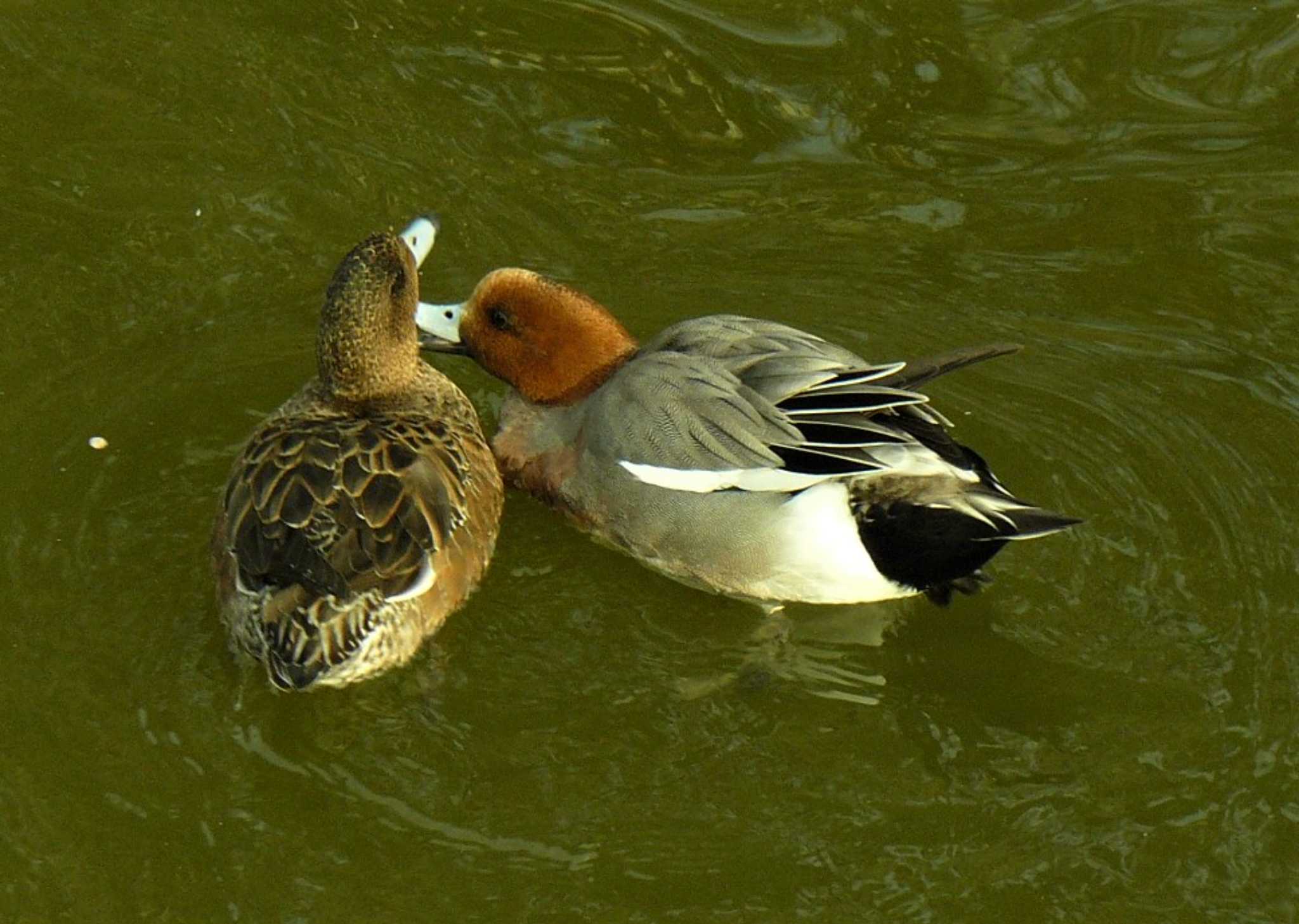 Eurasian Wigeon