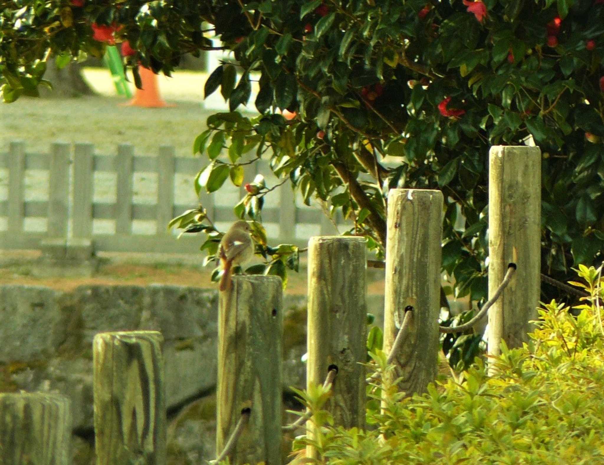 Daurian Redstart