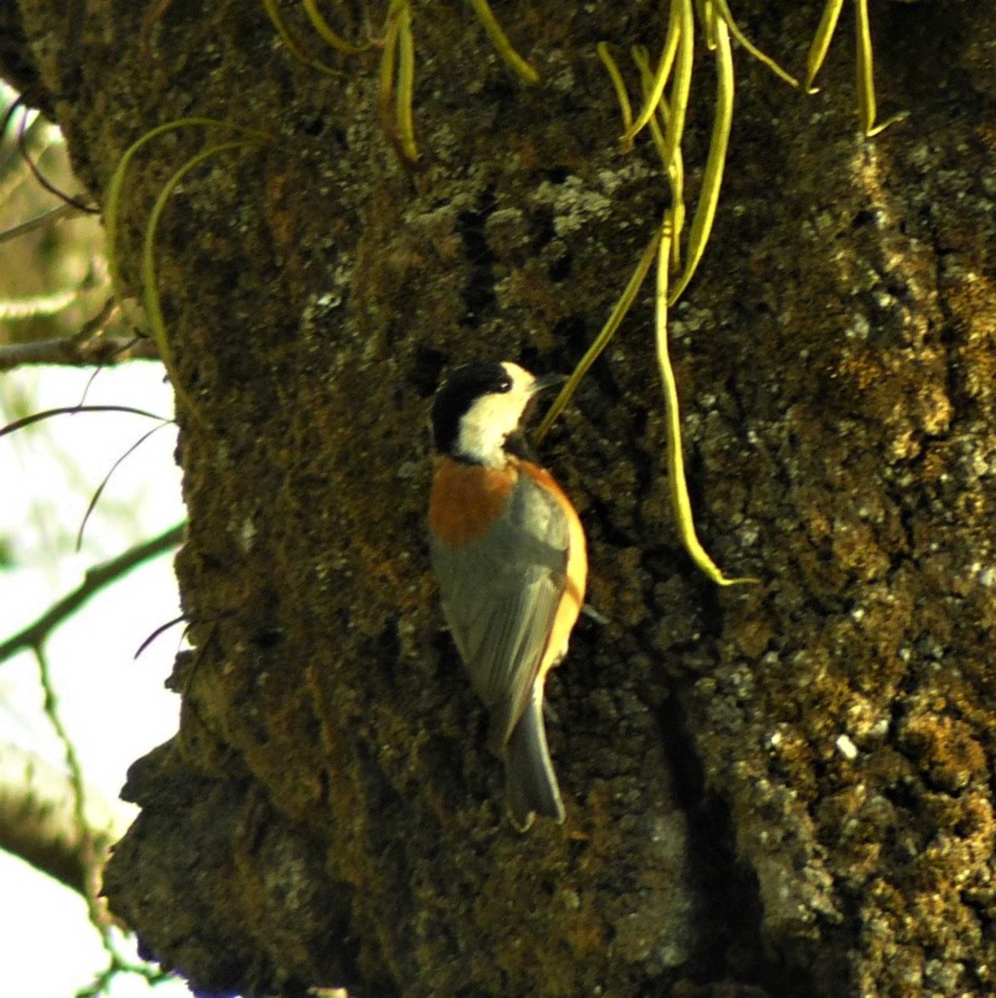 Varied Tit