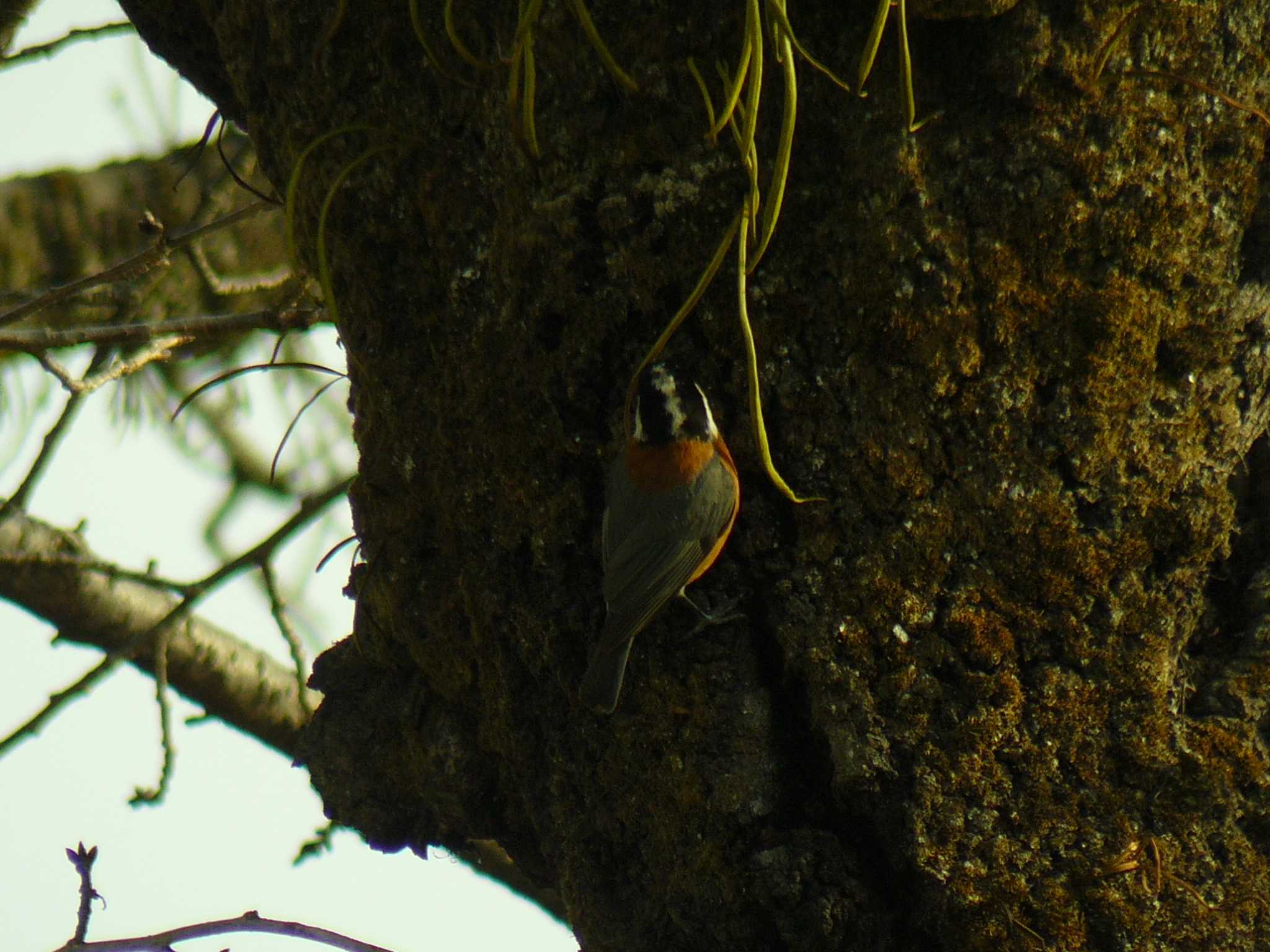 Varied Tit