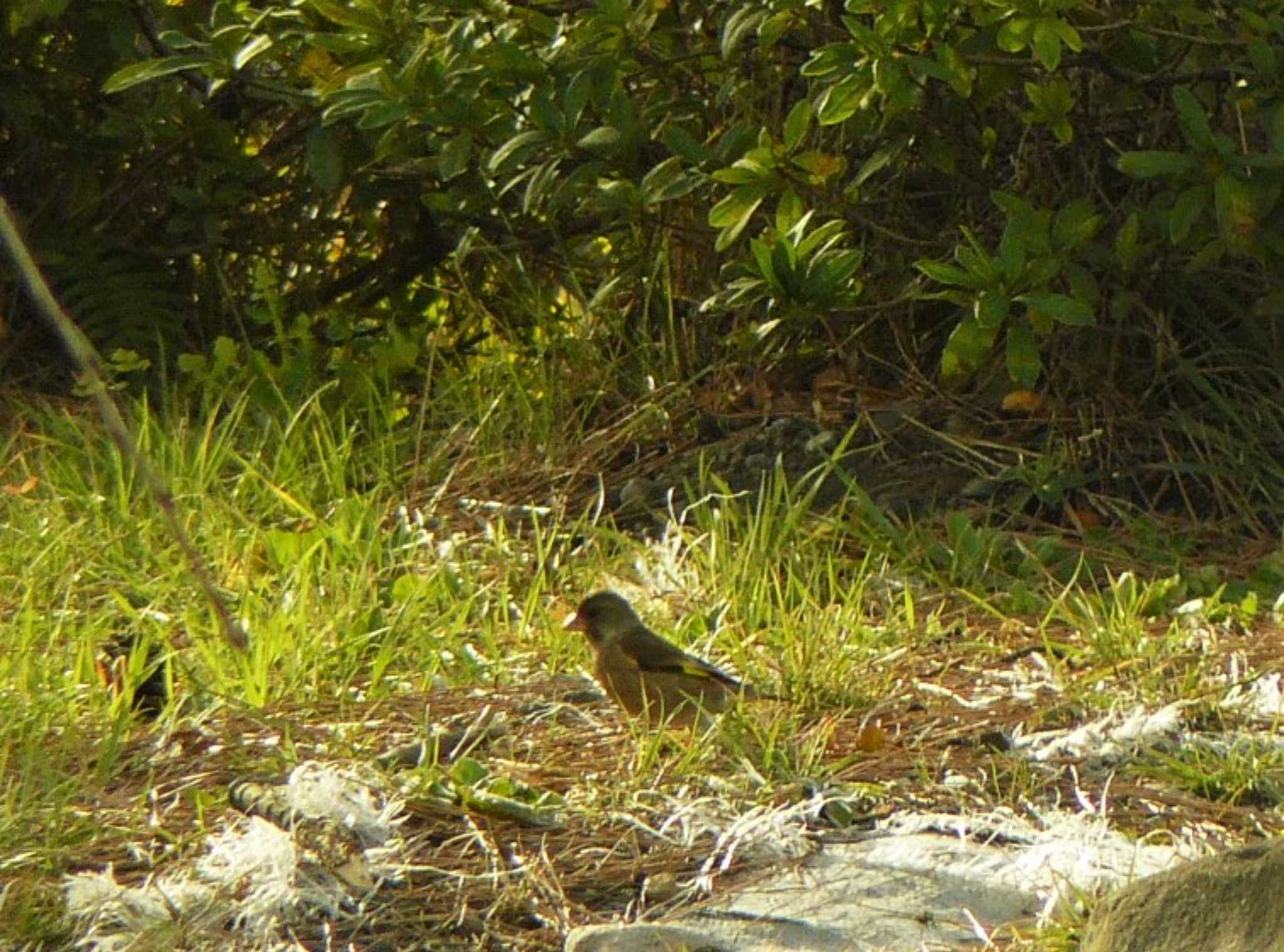 Photo of Grey-capped Greenfinch at 小田原城址公園(小田原城) by koshi