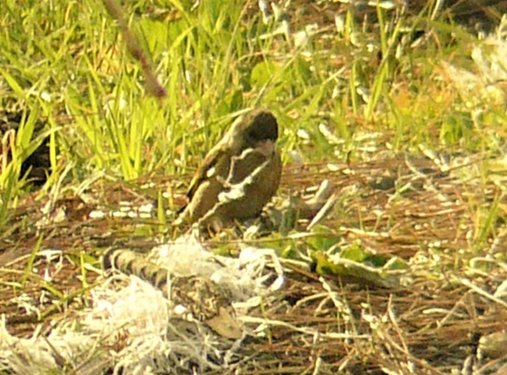 Grey-capped Greenfinch