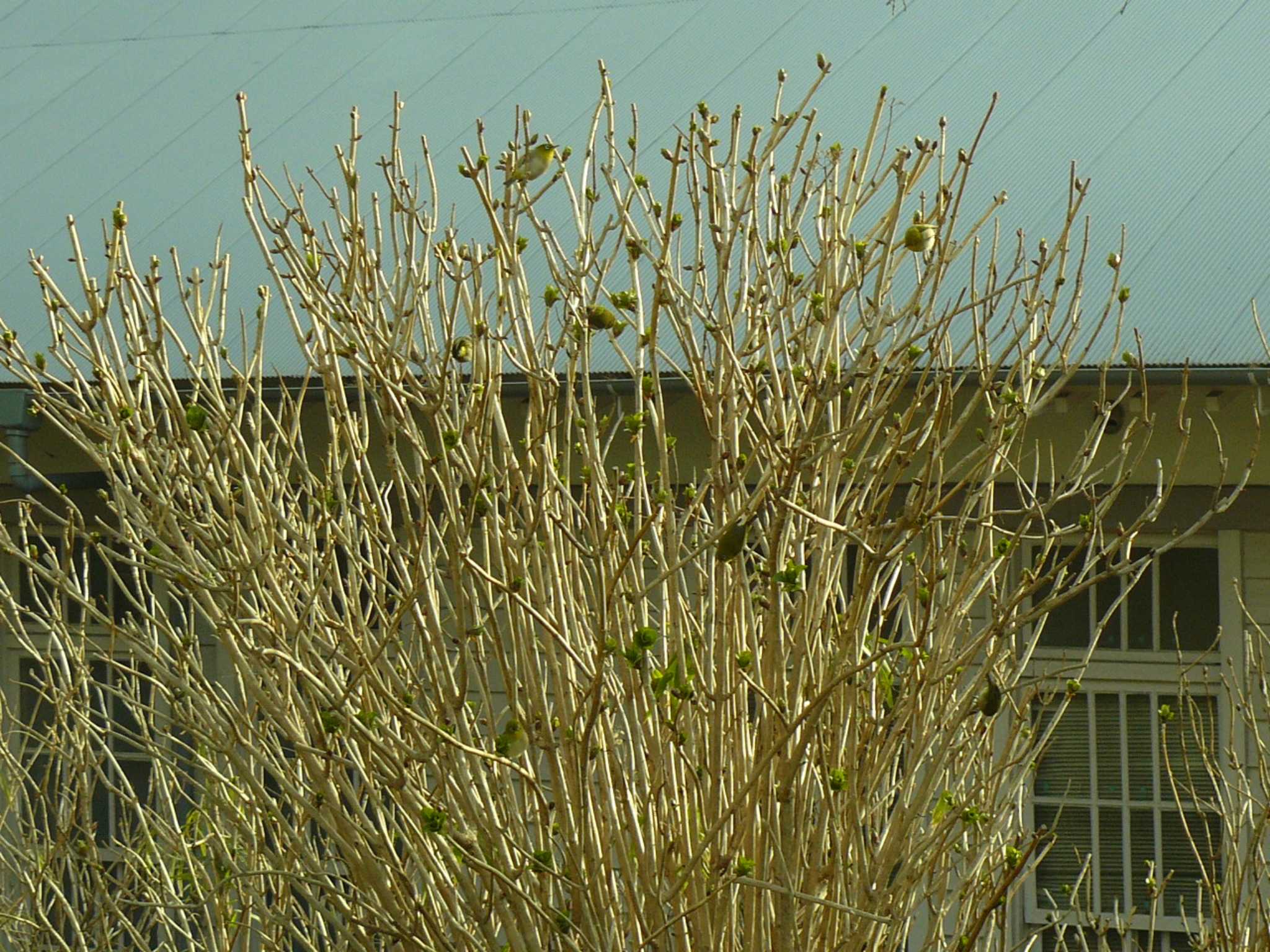 Warbling White-eye