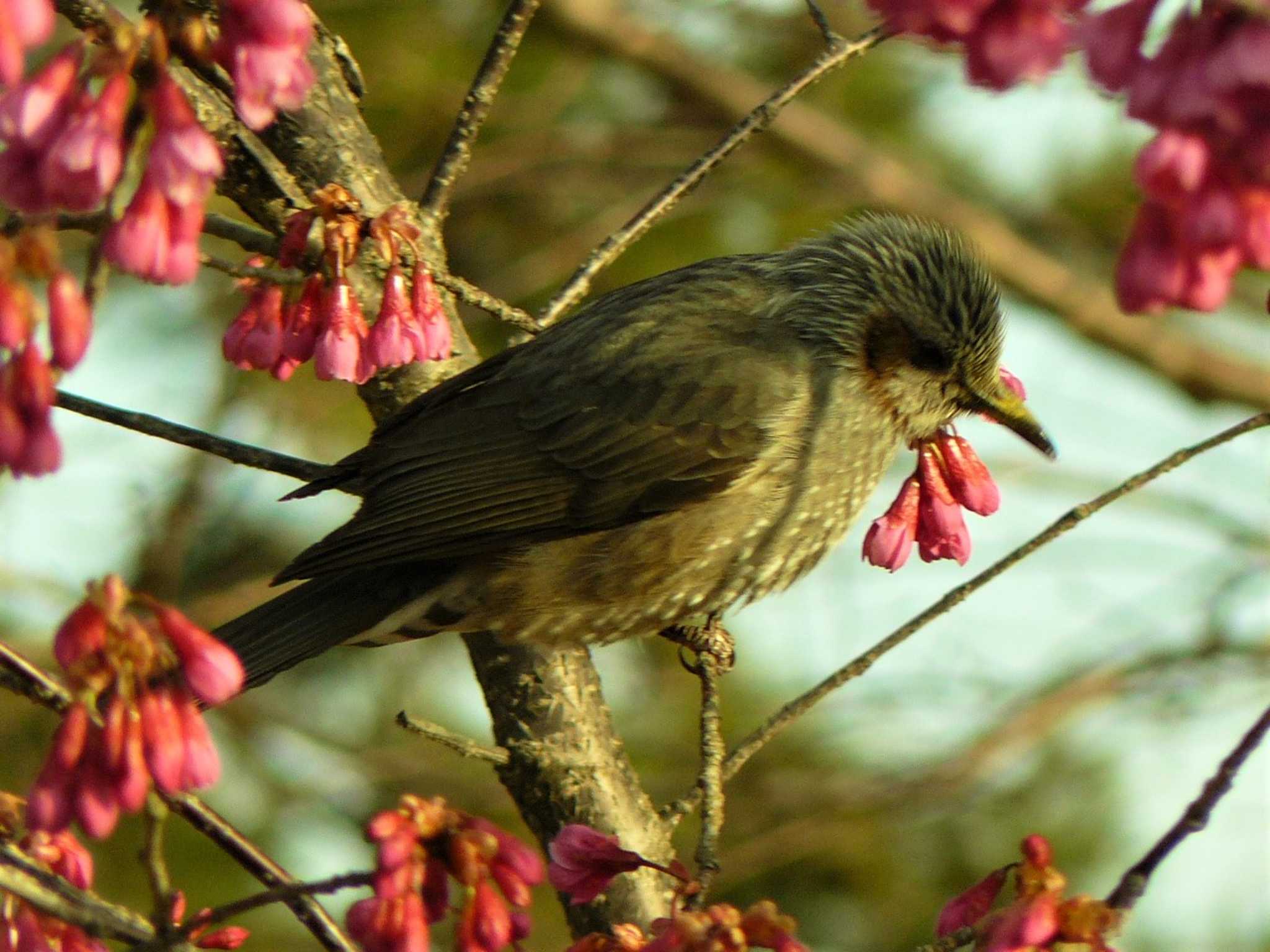 Photo of Brown-eared Bulbul at 小田原城址公園(小田原城) by koshi