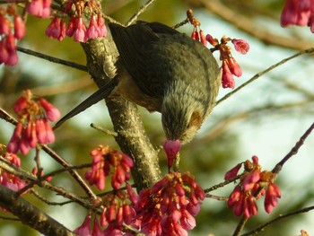 ヒヨドリ 小田原城址公園(小田原城) 2021年2月27日(土)