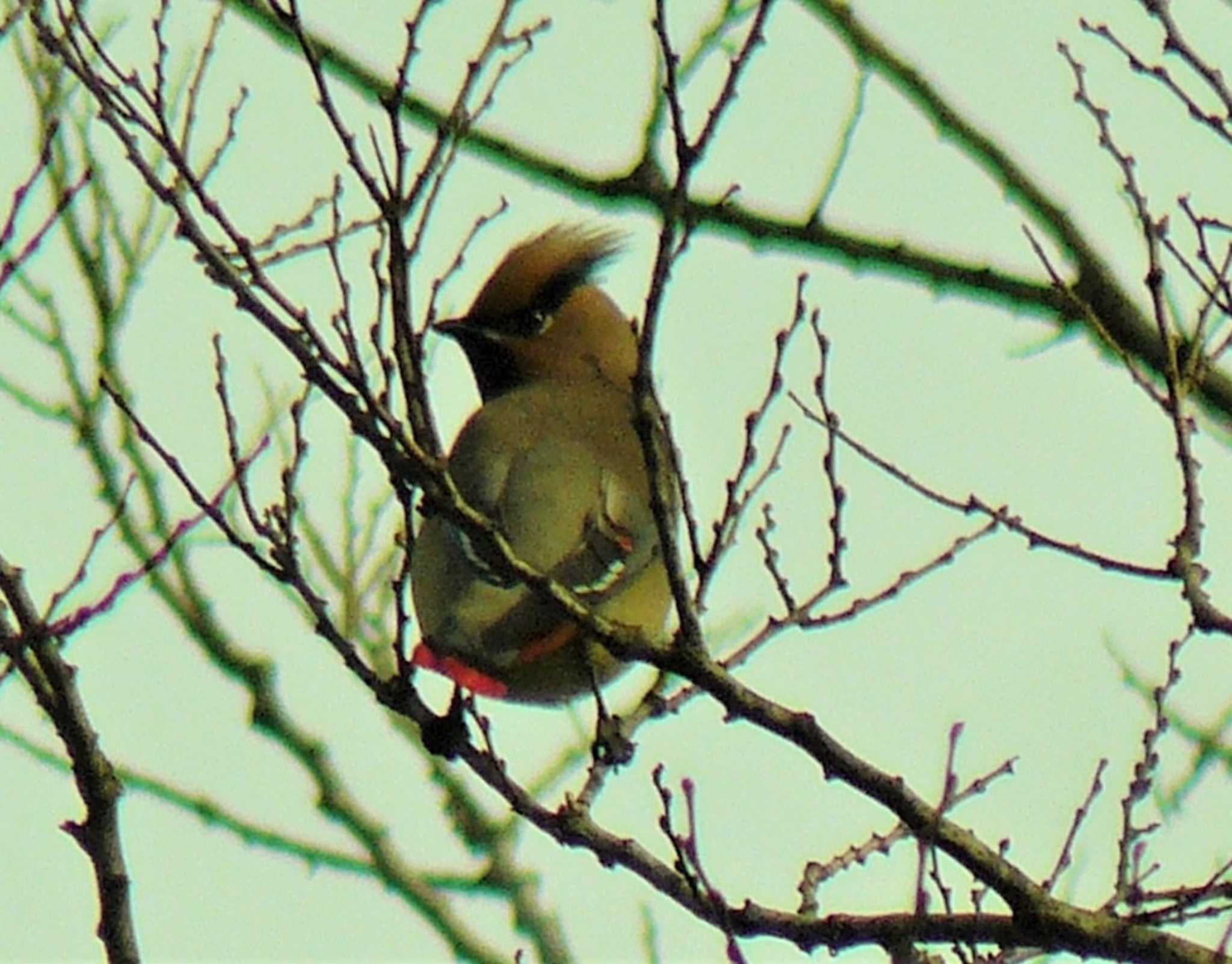 Photo of Japanese Waxwing at 小田原城址公園(小田原城) by koshi