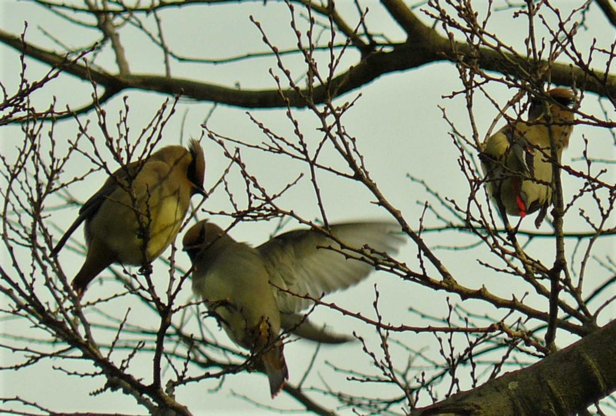 Japanese Waxwing