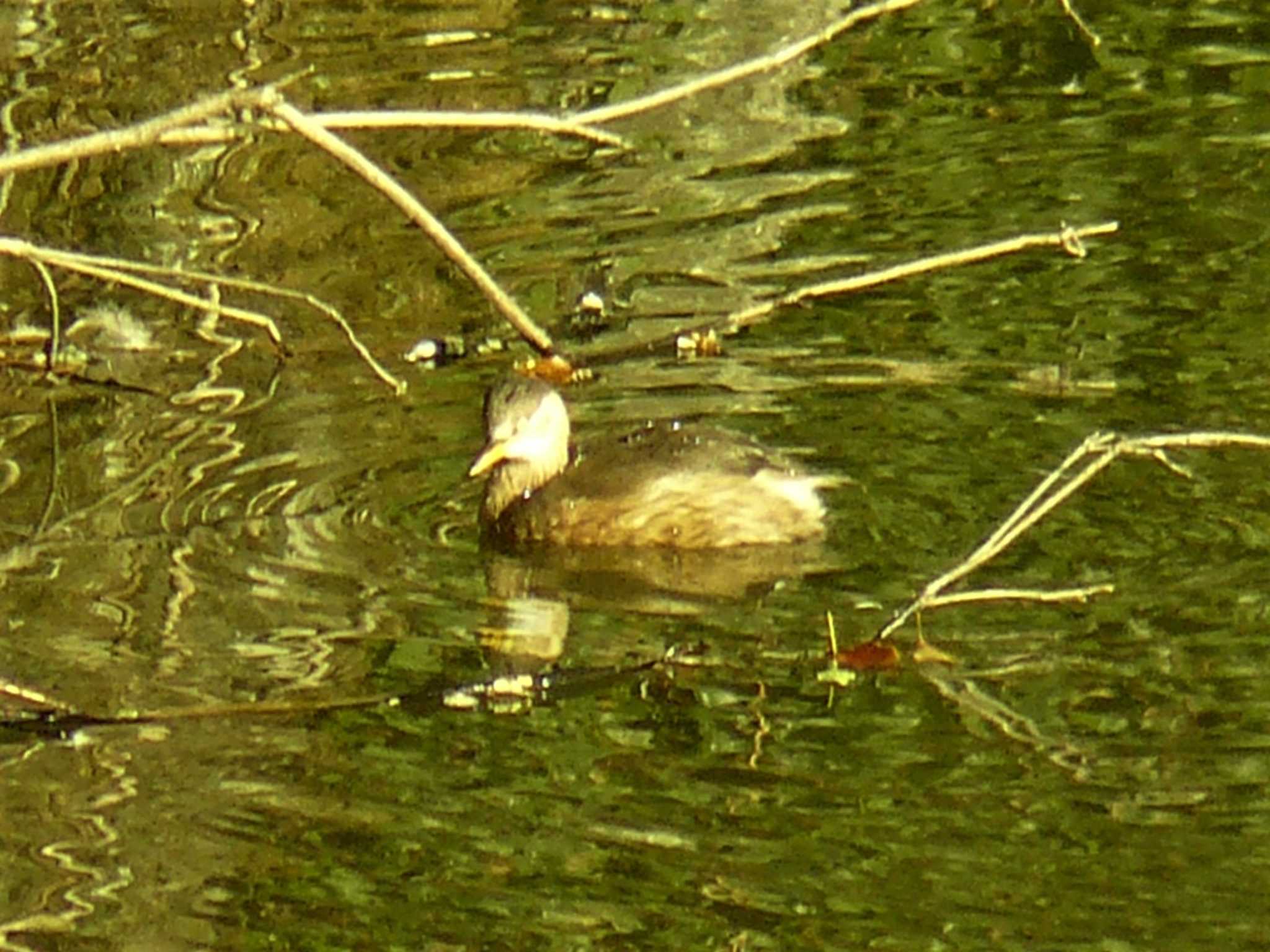 Little Grebe