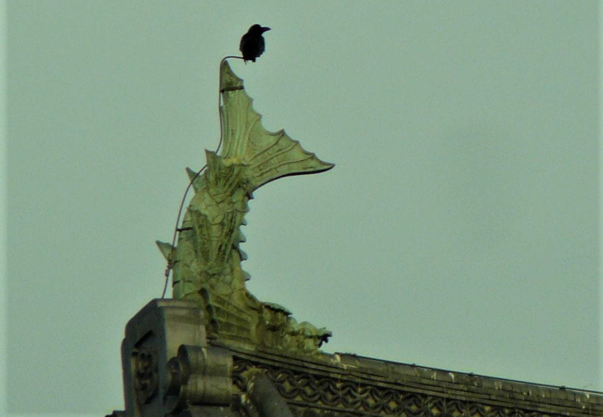 Photo of Large-billed Crow at 小田原城址公園(小田原城) by koshi