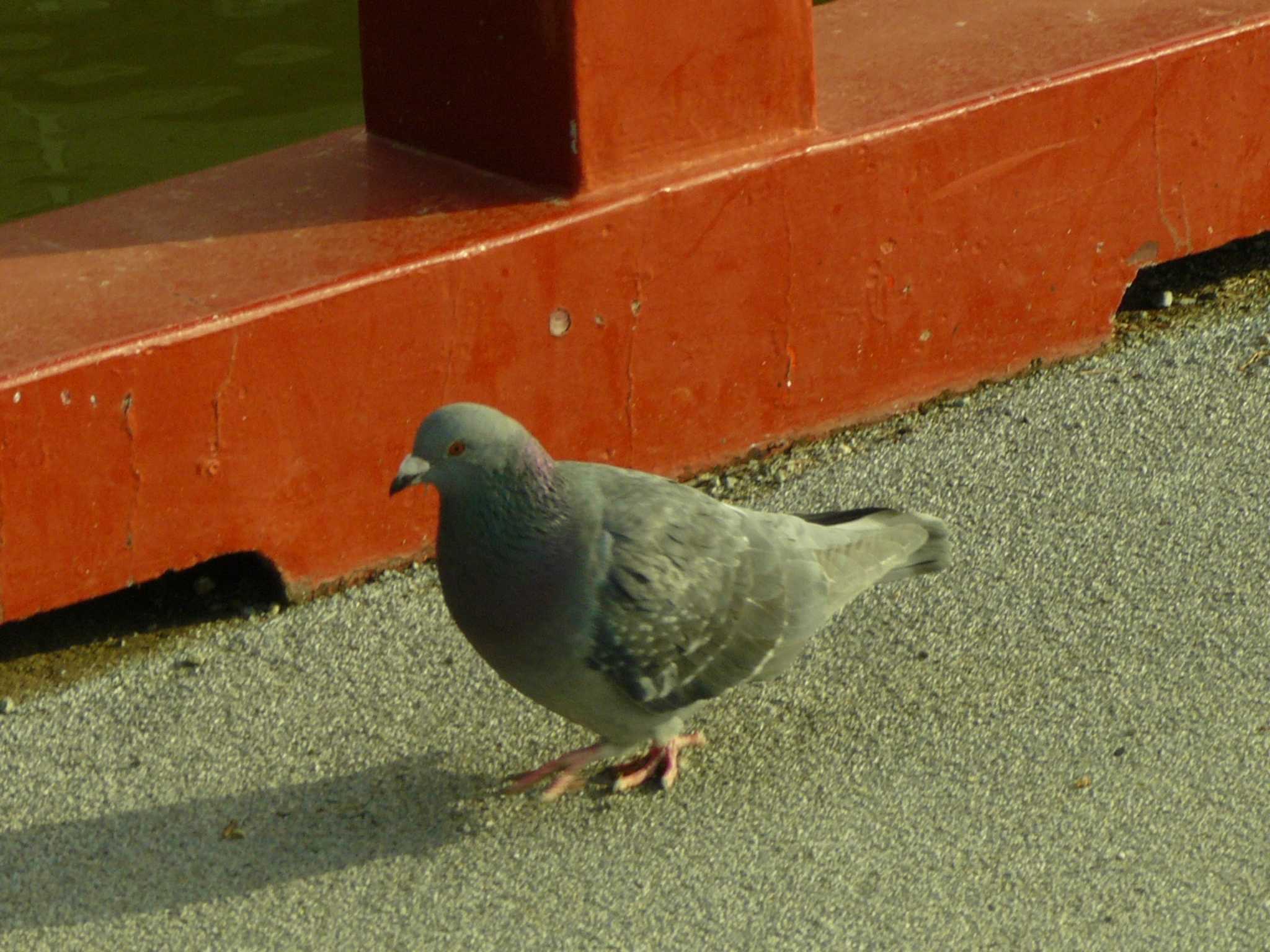 Photo of Rock Dove at 小田原城址公園(小田原城) by koshi