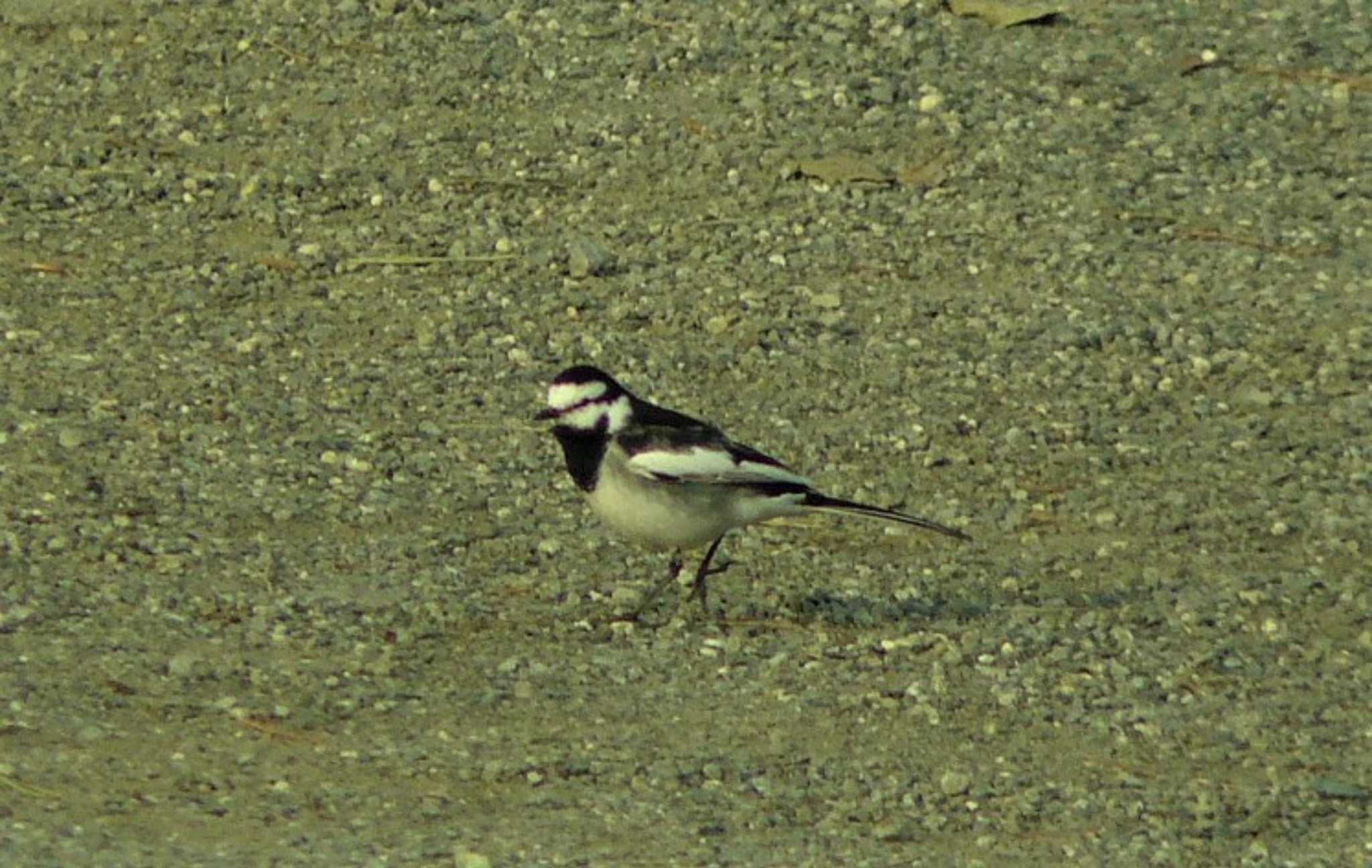 White Wagtail