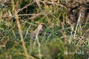 Bohemian Waxwing 東京都多摩地域 Wed, 2/24/2021