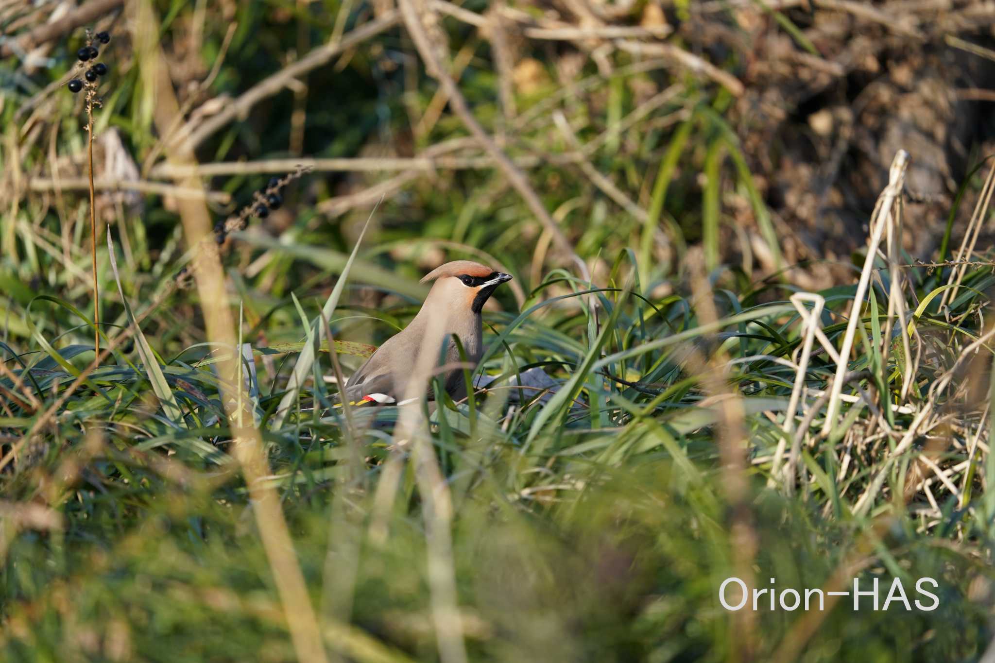 前の画像の元画角画像です　SONY α9Ⅱ + SONY FE200-600mm　600ｍｍ　JPEG撮影 by Orion-HAS