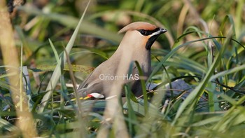 Bohemian Waxwing 東京都多摩地域 Wed, 2/24/2021