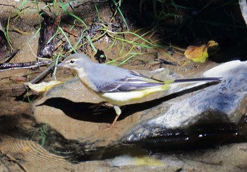 Grey Wagtail 滋賀県 Sat, 9/10/2016