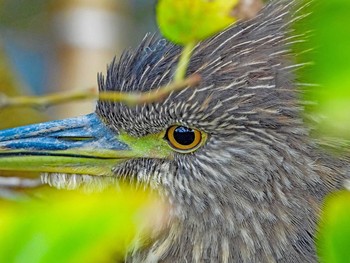 Black-crowned Night Heron 恩田川 Mon, 10/19/2020