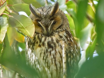 Long-eared Owl 中里公園(寒川町) Thu, 3/4/2021