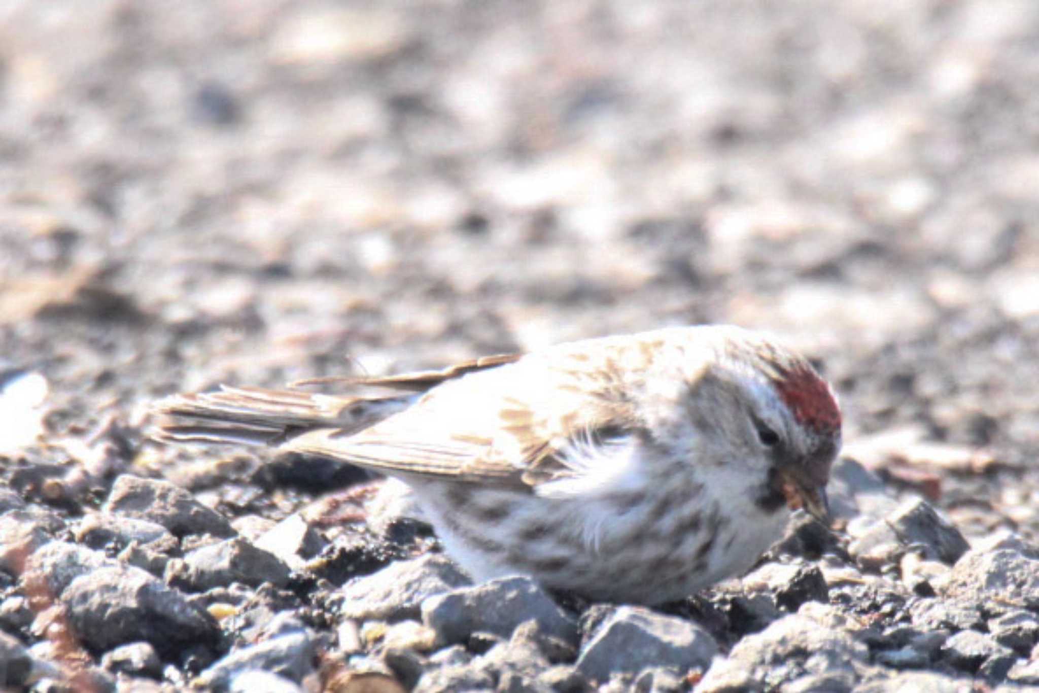 Common Redpoll