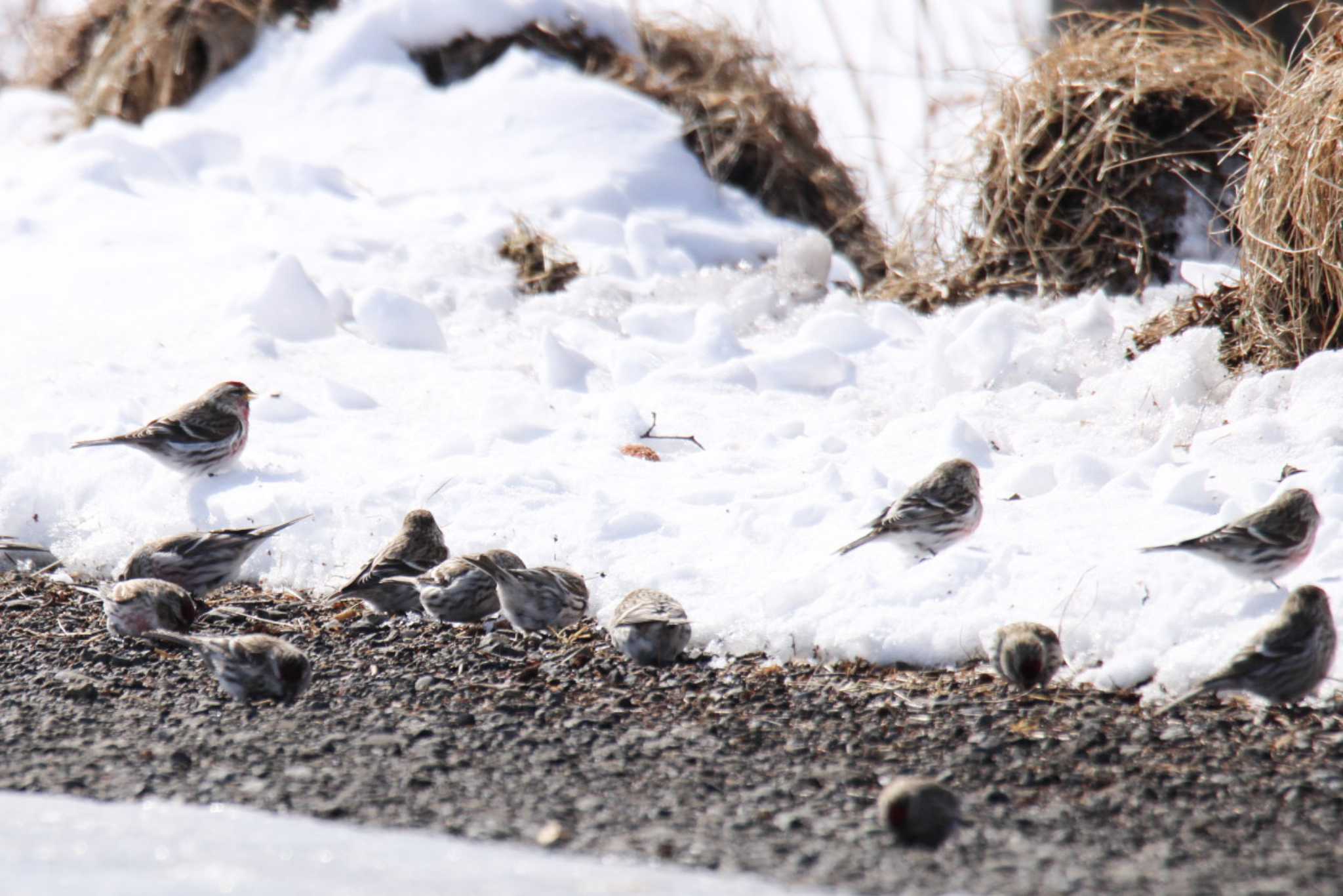 Common Redpoll