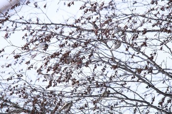 Common Redpoll 十勝地方 音更町 Sun, 2/28/2021