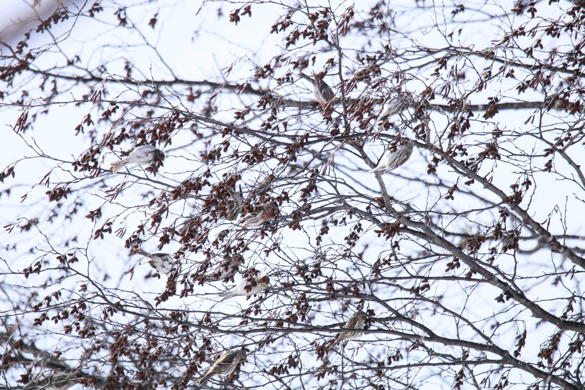 Photo of Common Redpoll at 十勝地方 音更町 by ノビタキ王国の住民 