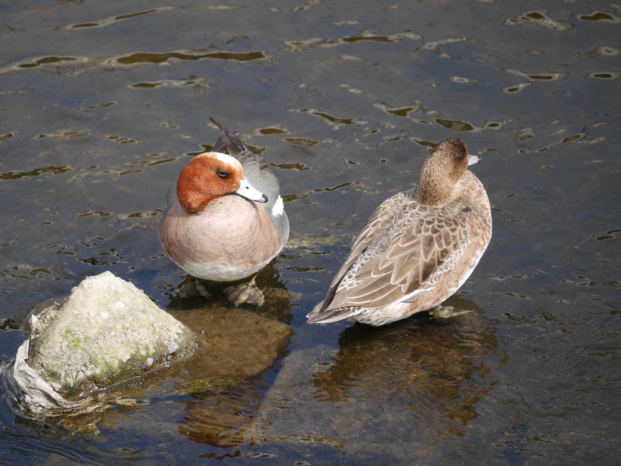 Eurasian Wigeon