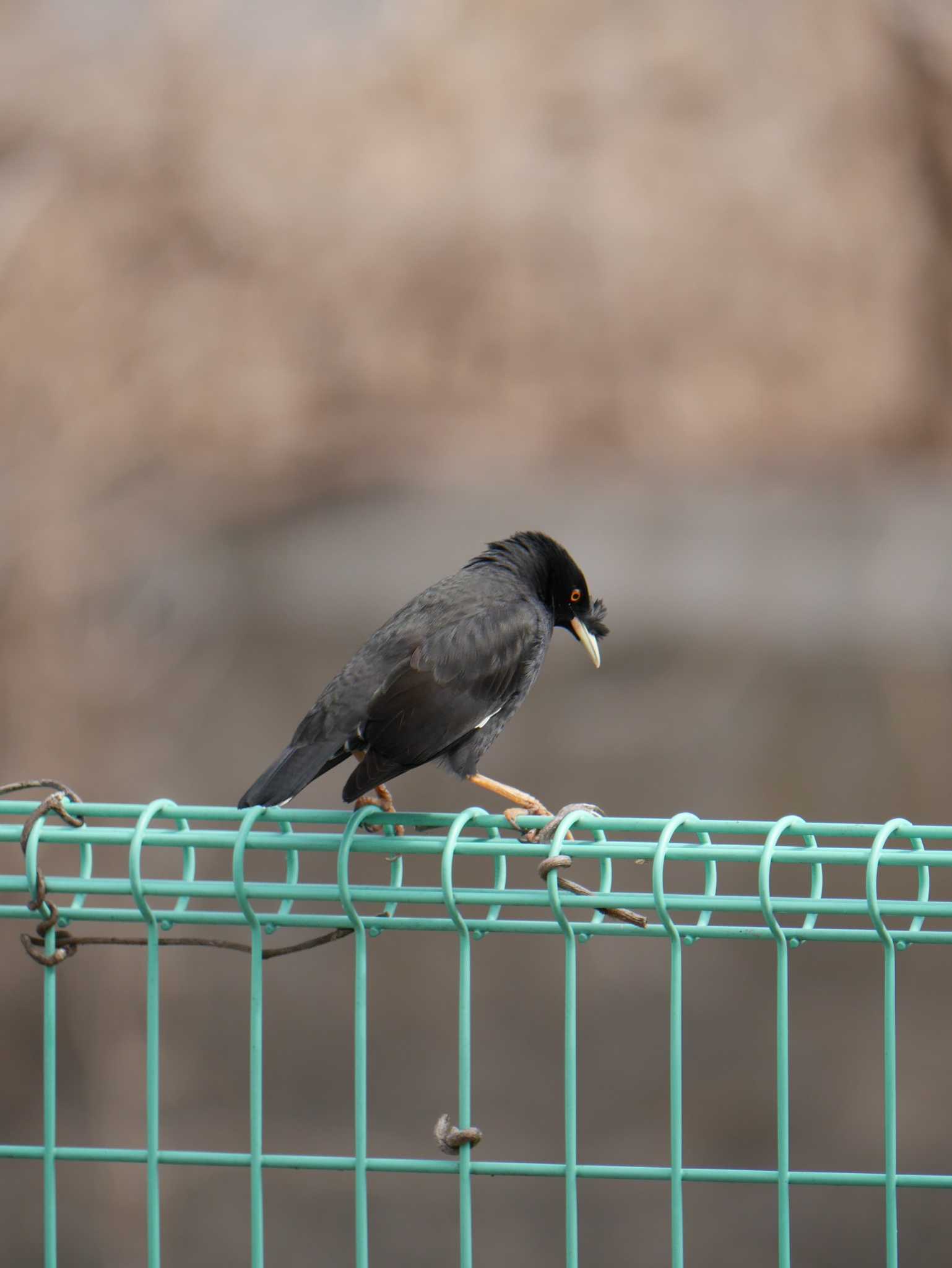 Crested Myna